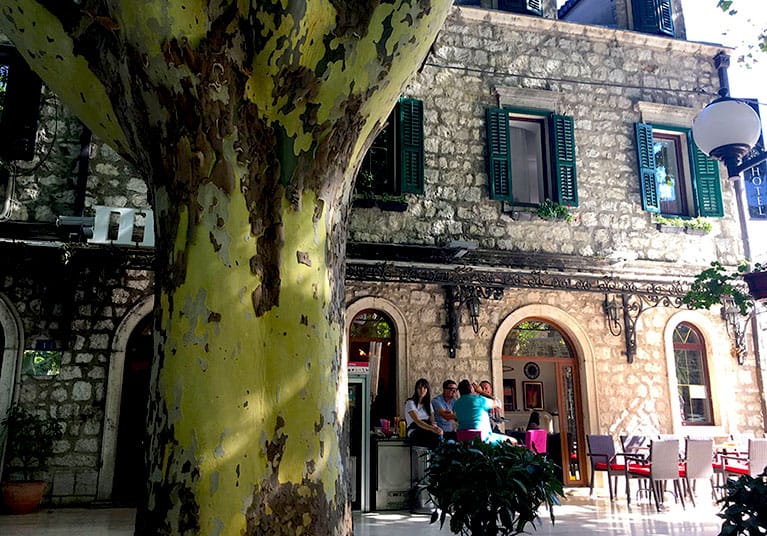 A 100 year old Platani tree right outside restaurant Stari Platani